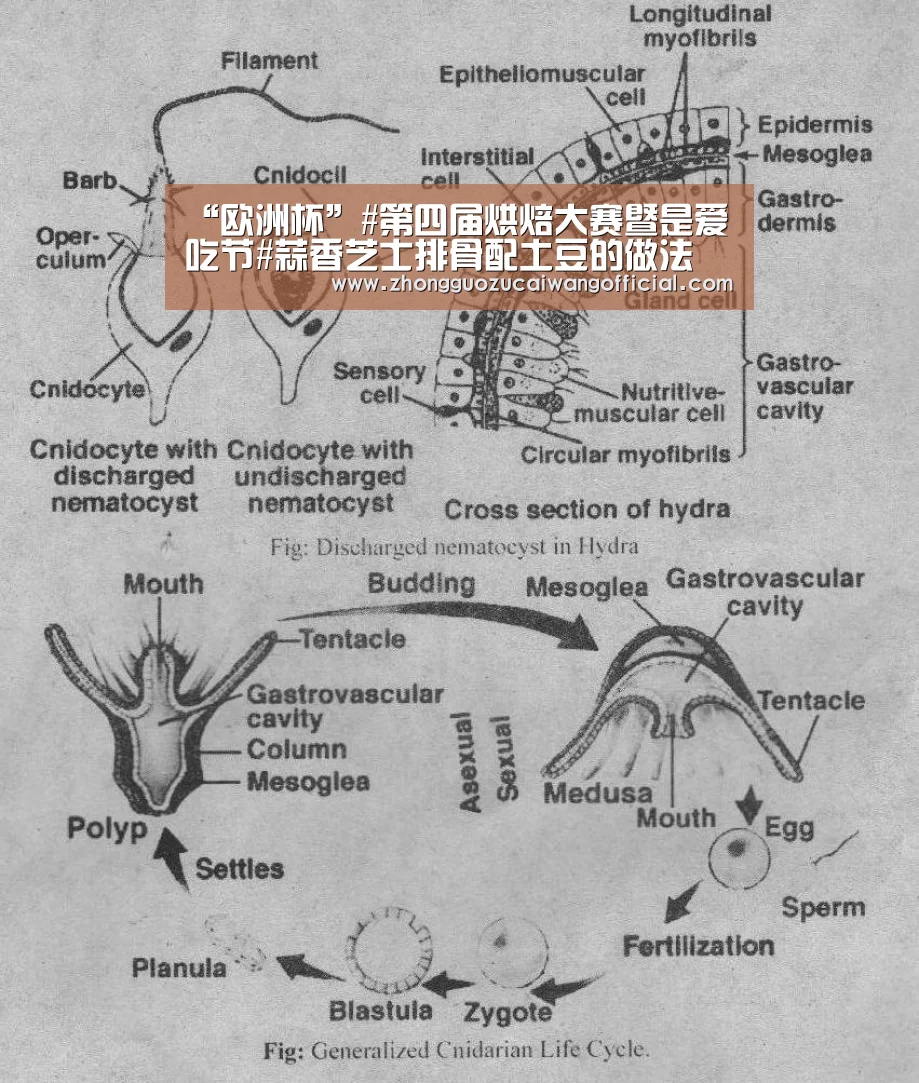 “欧洲杯”#第四届烘焙大赛暨是爱吃节#蒜香芝士排骨配土豆的做法(图3) 中国足彩网赛事中心