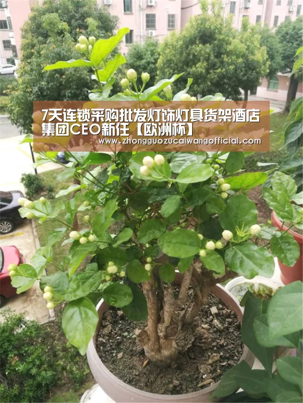 7天连锁采购批发灯饰灯具货架酒店集团CEO新任【欧洲杯】(图1) 欧洲杯