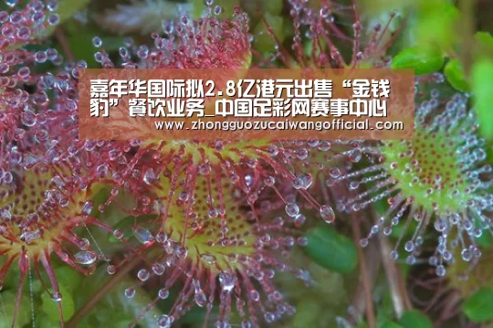 五大联赛