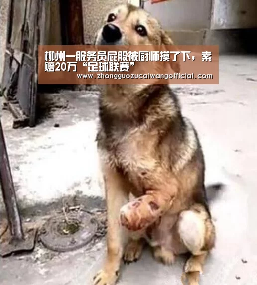 柳州一服务员屁股被厨师摸了下,索赔20万“足球联赛”(图2) 中国足彩网赛事中心